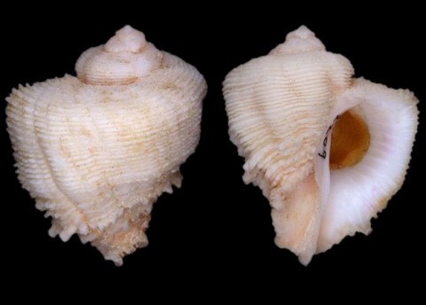 coralliophila abbreviata
